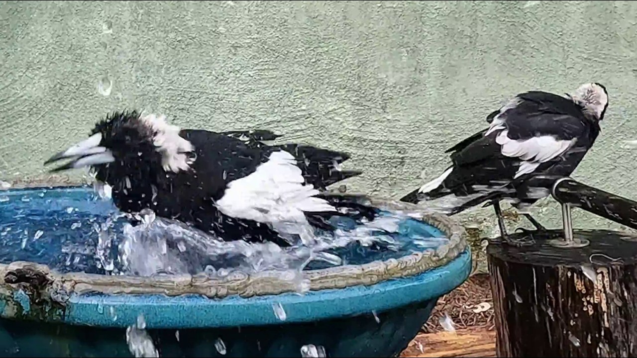 Bales, Bath and Beyond! Australian Magpies have a swim after they ate