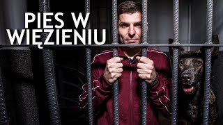 WIĘŹNIOWIE BĘDĄ SZKOLIĆ PSY I SAMI UCZYĆ SIĘ EMPATII