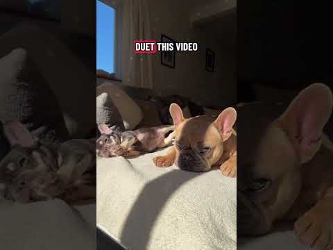 Do you love dogs? 😍🐾 #dog #frenchbulldog #cutepuppy #cutedogs