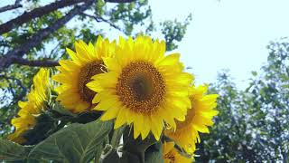 Flower Background Video Effects HD : Sunflower Garden Green Sum Summer 4K Video