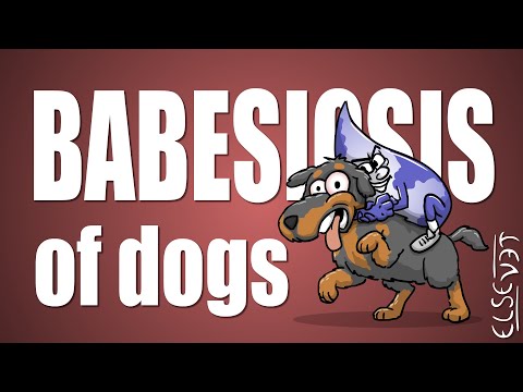 Video: How To Treat Piroplasmosis In Dogs