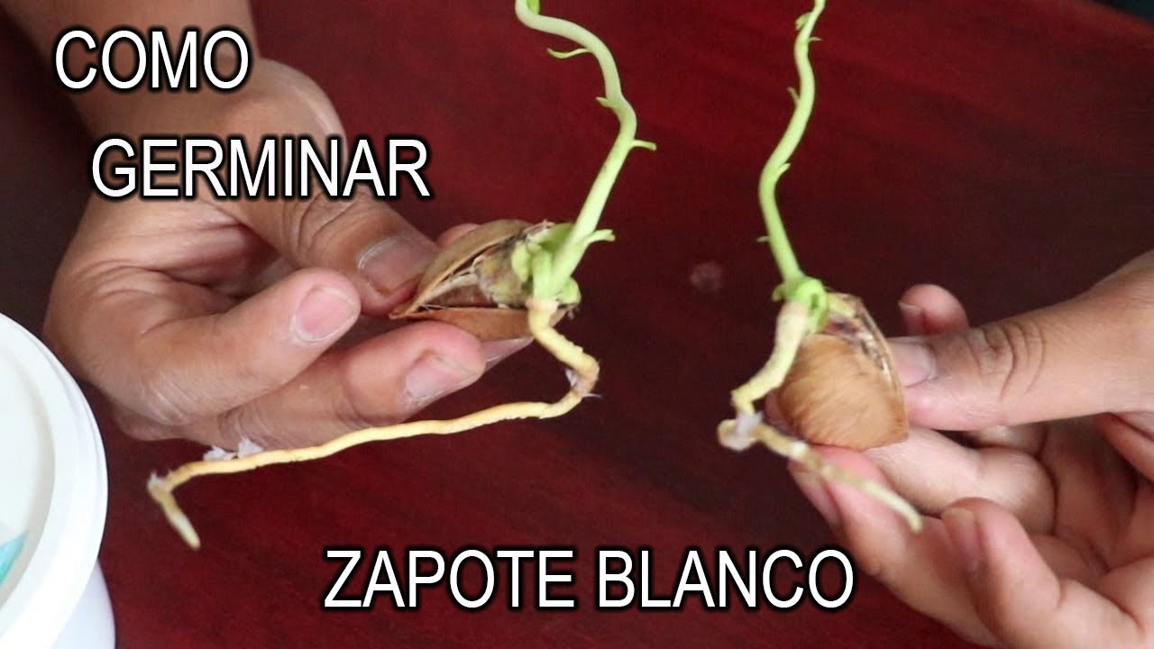 Como Germinar semillas de Zapote Blanco || México Verde