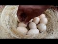 Hatching eggs under a broody hen leaves all the hard work to the chicken