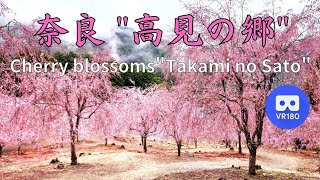 VR180 奈良 &quot;高見の郷&quot; 枝垂桜の林を撮影