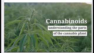 Cannabinoids – what are THC, CBD, and terpenes and how do they work in the cannabis plant?