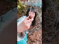 田舎へGOしたGW #shorts