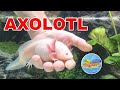 Аксолотль. Аквариум для нового питомца | Axolotl in aquarium.