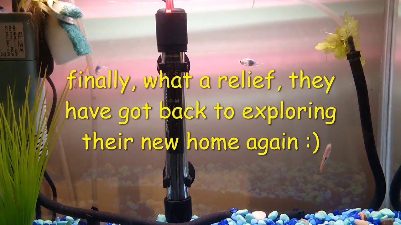 My new pink and purple harlequin rasboras in a cycled aquarium