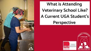 What is Veterinary School Like   A UGA Intern's Perspective