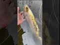 Bachforelle 🤯🔥 #fishing #fliegenfischen #browntrout #bachforelle #fliegenfischen