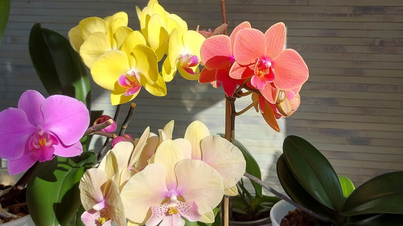 Немного ярких ОРХИДЕЙ 