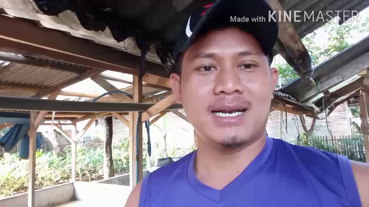Budidaya belut d kolam terpal 