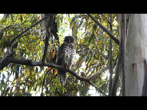 Powerful Owl at Highfields Waterfall Reserve - YouTube