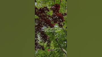 خشوع وتأمل مع أجمل تلاوات | ماهر المعيقلي