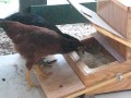 The chickens using the treadle feeder