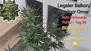 Legal cannabis balcony/outdoor growing - Autoflower/Automatic - Melonade Runtz - Day 54 Week 8
