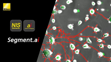 Segment.ai in Action: Accelerate Your NIS.ai Imaging Workflow