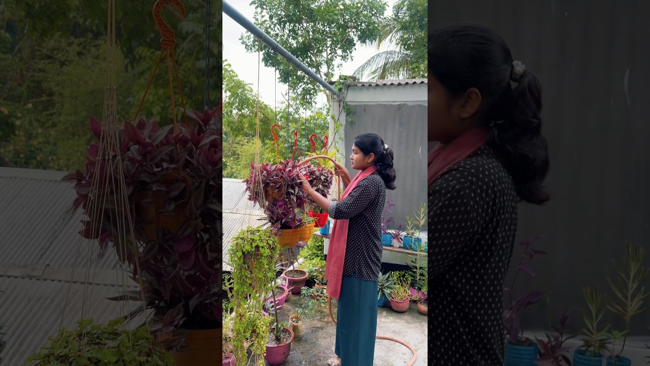 ছাদে বাগান করা সহজ নাকি মাটিতে?🤔 || #chadbagan #gardening #rooftopgarden #bangla_vlog #ytshorts