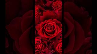 5 beautiful wallpapers 😍 crazy #sumiartandcraft #youtubeshorts #shorts