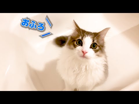 お風呂場が好きすぎて、なかなか出ていかない猫!自分の部屋のように過ごしています(笑)