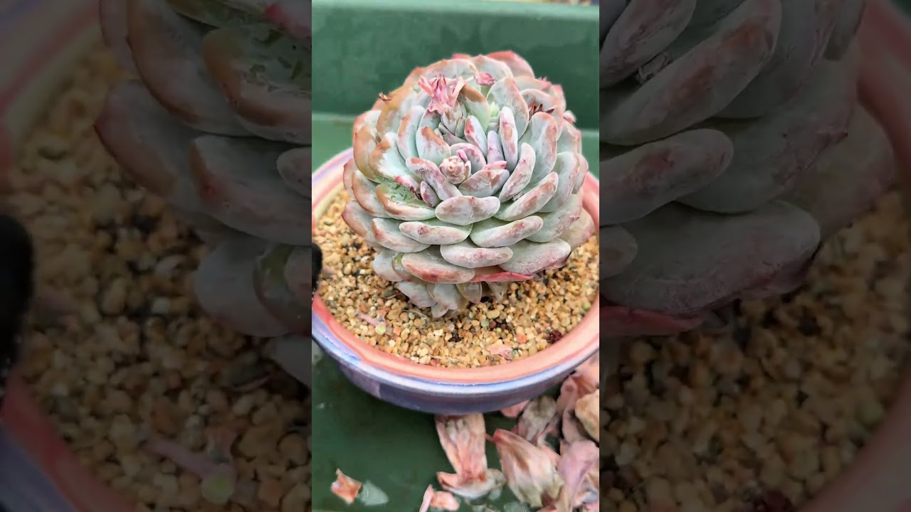 Succulent Dead Leaf Removal Original Sound Version