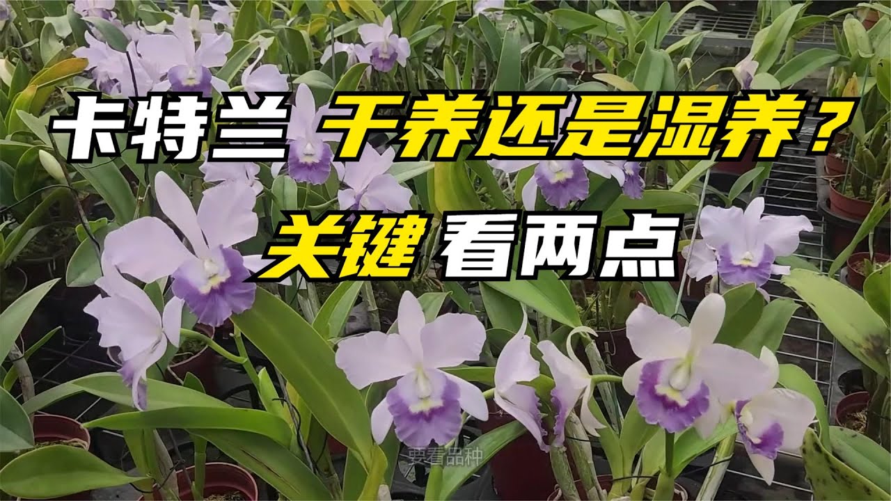 298 水份充足，对嘉德丽亚兰生长的重要影响，干养还是湿养，关联看两点