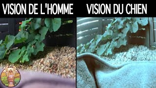 Comment Les Animaux Voient Le Monde Lama Fache Youtube