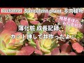 205{多肉植物} 薄化粧 成長記録❖カット苗で丼作り❖視聴者様のお写真紹介Succulent