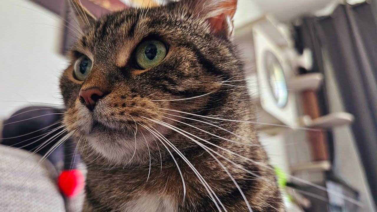 Knödeltiere zum Mittag