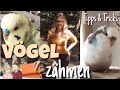 Vögel zähmen🐥 Tipps & Tricks