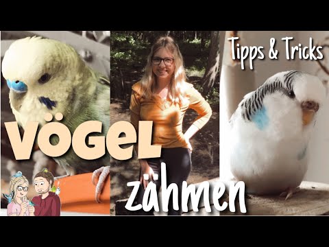 Video: Wie Man Einen Vogel Zähmt