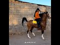 Girl Riding A Cute Horse دختر سوار بر اسب زیبا Horse Beautiful Girl Cute Animals اسب دختر Girl Riding A Cute Horse دختر سوار بر اسب زیبا Horse Beautiful Girl Cute Animals اسب دختر
