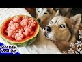 Watermelon And Bone Broth Frozen Dog Treats | DIY Dog Treats Recipe 104