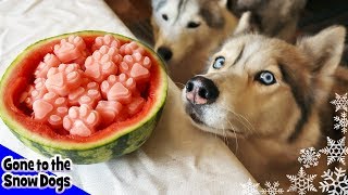 Watermelon And Bone Broth Frozen Dog Treats | DIY Dog Treats Recipe 104