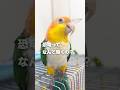 恐竜の子孫に鳴き声を教えてもらった結果…ww【シロハラインコ】#shorts