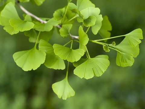 Video: Ginkgo Biloba Veya Biloba: Yetiştirme Ve Tıbbi özellikler