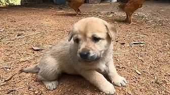 Cute Puppy Playing With Chicks in the Morning