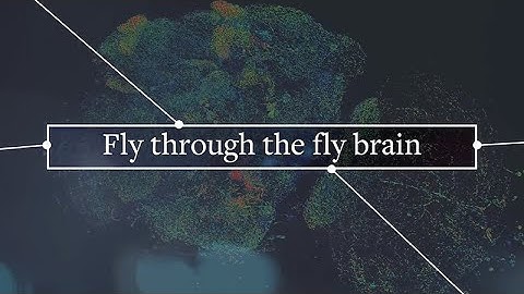Explore a 3D Map of a Fly