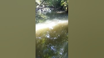 streek kirain melem bocil ternyata ikan wader ||mancing wader#40