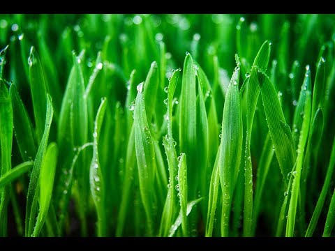 Вопрос: Почему трава зелёная?