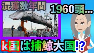 【 海外の反応】k国の「クジラ」混獲数はなんと驚きの年間1960頭!! さらには違法なクジラ漁が多発してるって本当!? 実はk国は「捕鯨大国」なの??その実態とは...