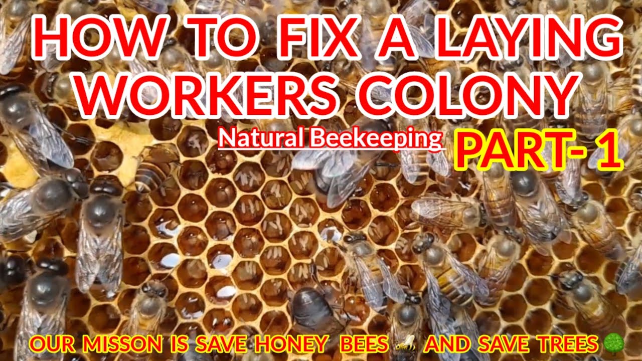 Laying Workers ? How To Fix A Laying Workers Colony ! How To Solved Laying Workers Problem | #viral