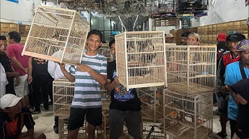 UPDATE STOK BURUNG TERBARU BESERTA HARGANYA - BURUNG MURAI - KACER - CENDET - TLEDEKAN DLL