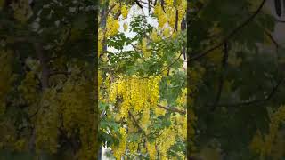 Download Lagu Mangu MP3