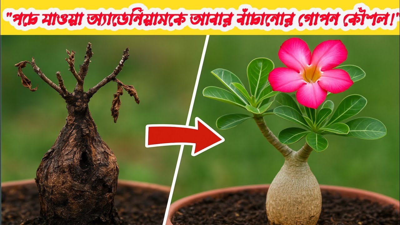 পঁচা এডেনিয়াম গাছকে বাঁচানোর সহজ উপায়|| Adenium Root to recovery||