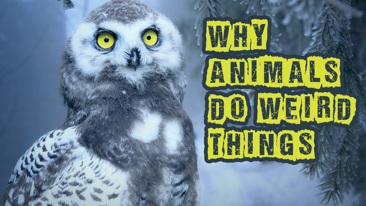 Why Animals Do Weird Things | The Science Behind Your Pet's Strange Habits