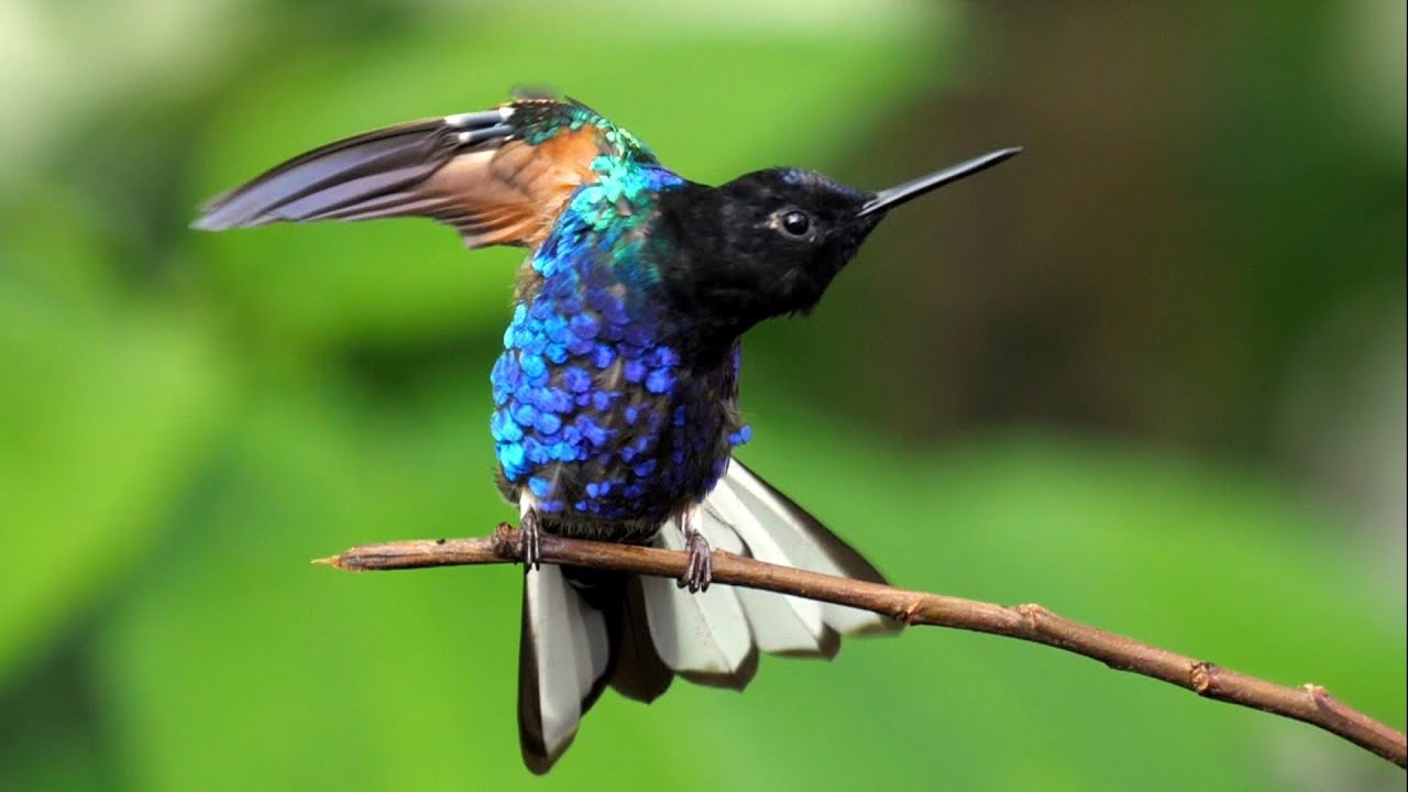 Velvet-purple Coronet in Ecuador. 