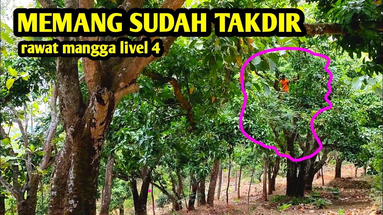 NGILANGIN DAUN KEMADE PENYAKIT(VIRUS)POHON MANGGA 