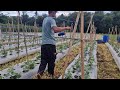 STOP TYING WRONG! TRY THIS SMART AJIR STRING WRAPPING TRICK! - Agriculture Gardening