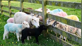 The Beautiful Sheep Frolic In The Green Meadow - Sheep Sounds - Videos Of Sheep And Goats